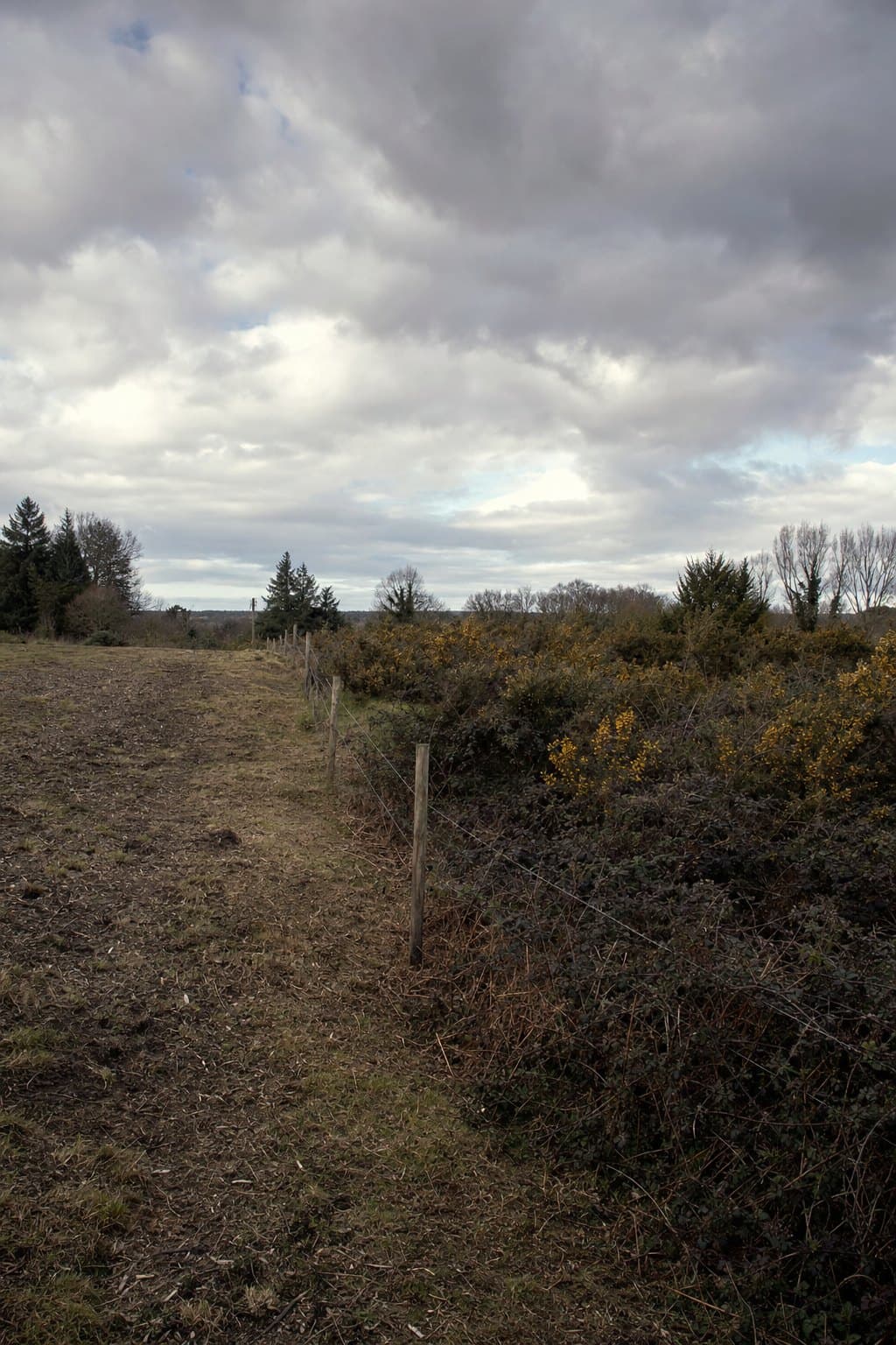 Un terrain breton envahi de ronces à moitié dégagé, la clôture réapparue du côté nettoyé