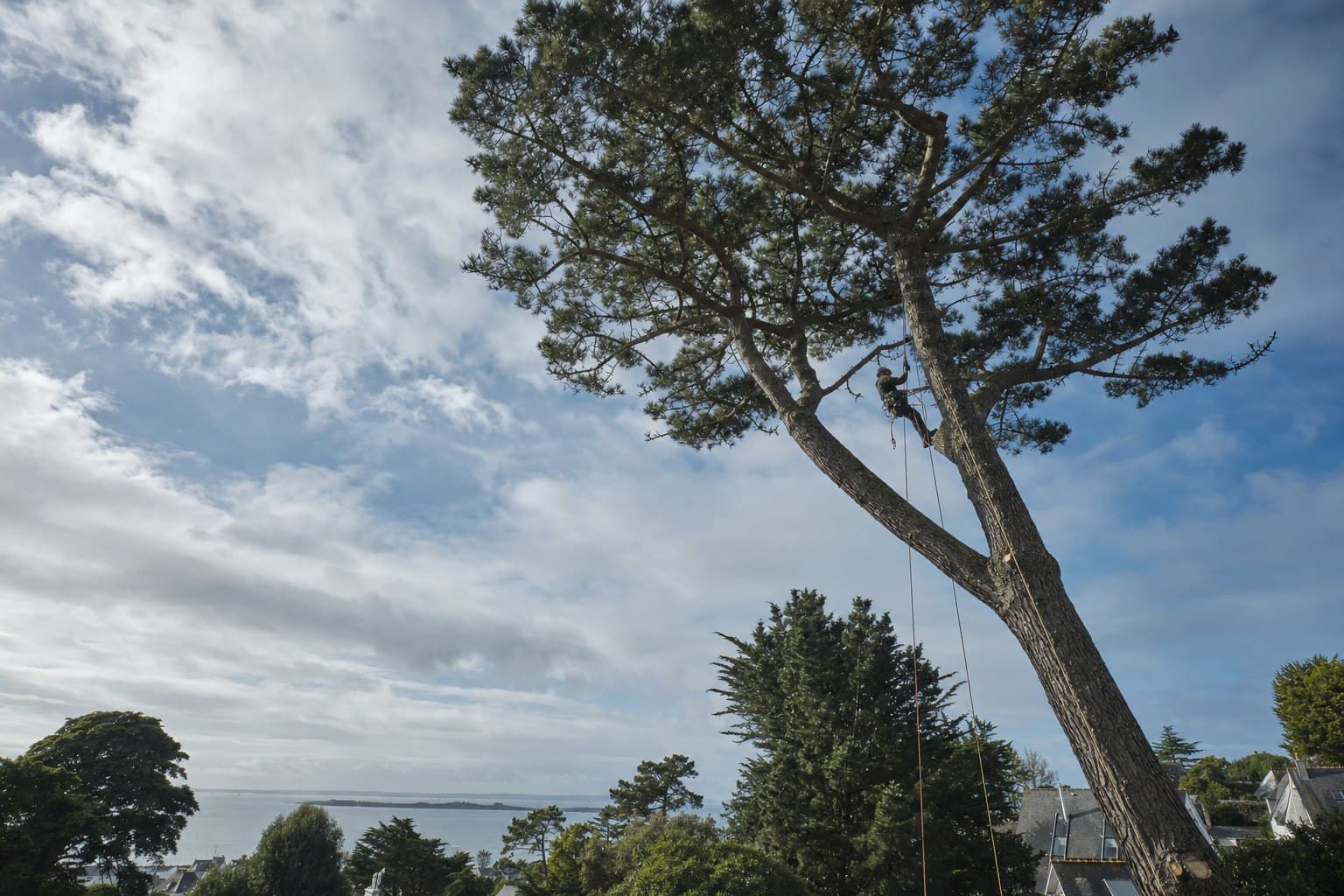 Un élagueur en grimpe dans la cime d'un pin maritime au-dessus d'un jardin près de Lorient