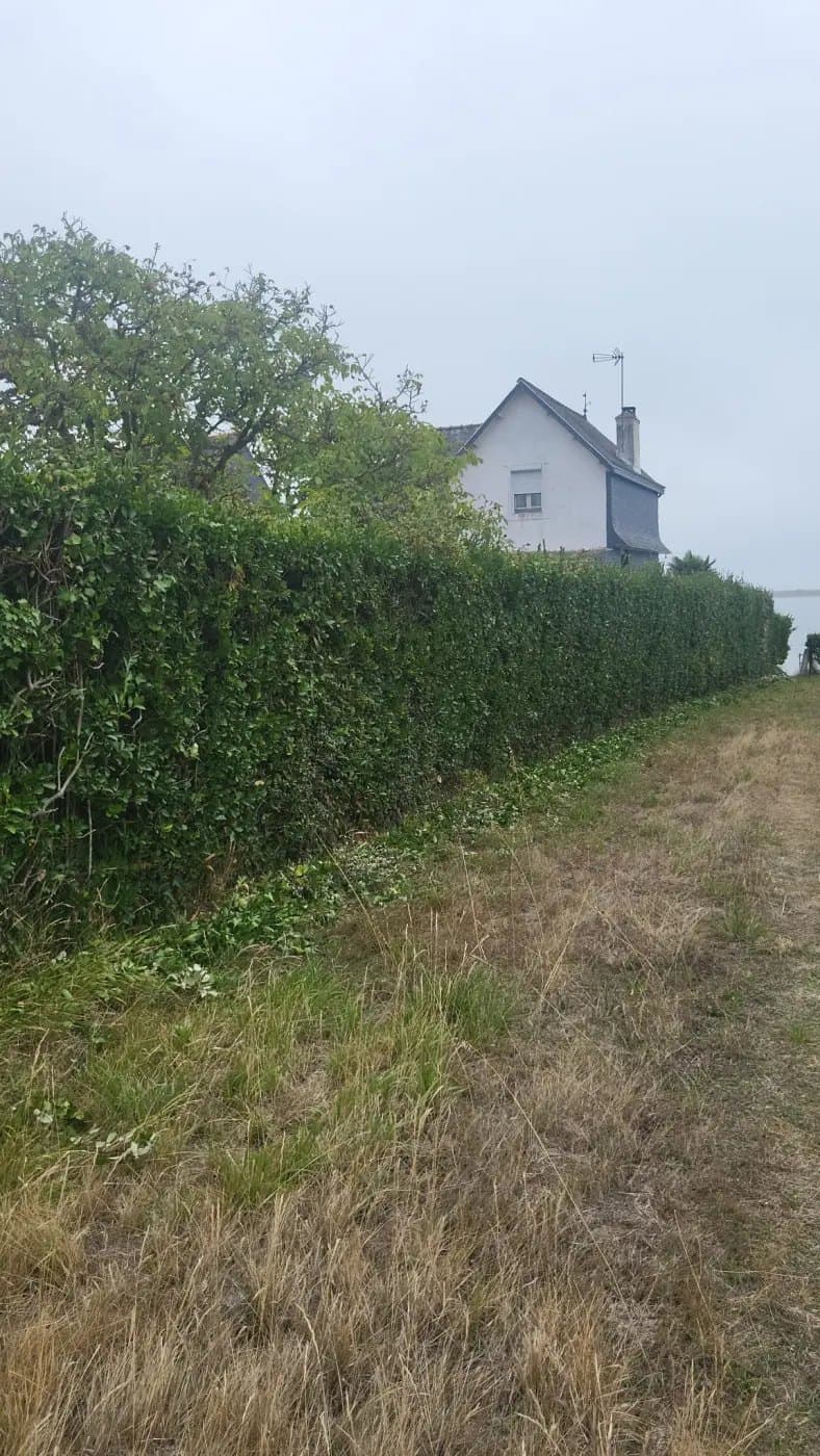 Une haie taillée net le long d'un jardin