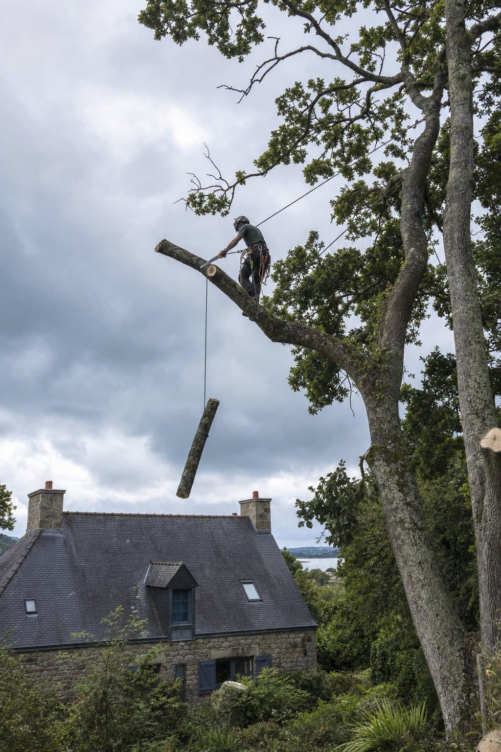 Un élagueur taille une branche de chêne à la scie à main, tronçon retenu par une corde