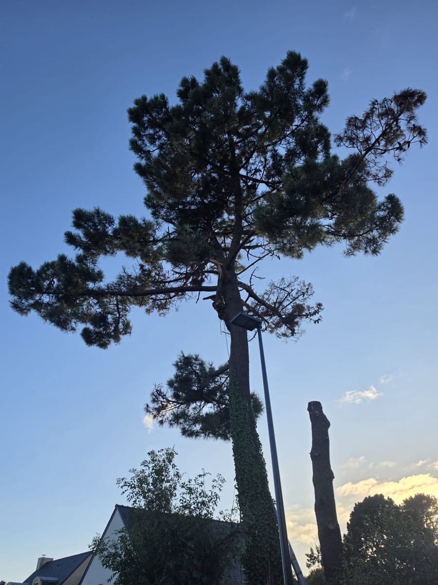 Grand pin maritime vu du pied, couronne avec des branches cassées, lampadaire contre le tronc, au soir d'un chantier d'élagage