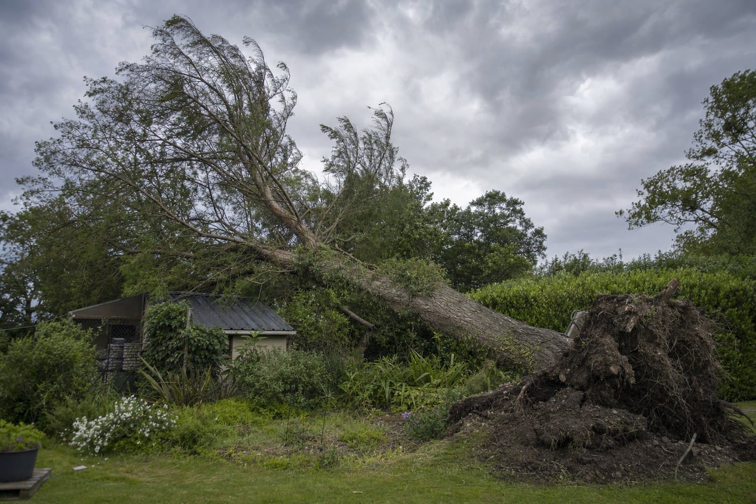 Un grand arbre penché après une tempête, sol soulevé au pied, racines déchaussées