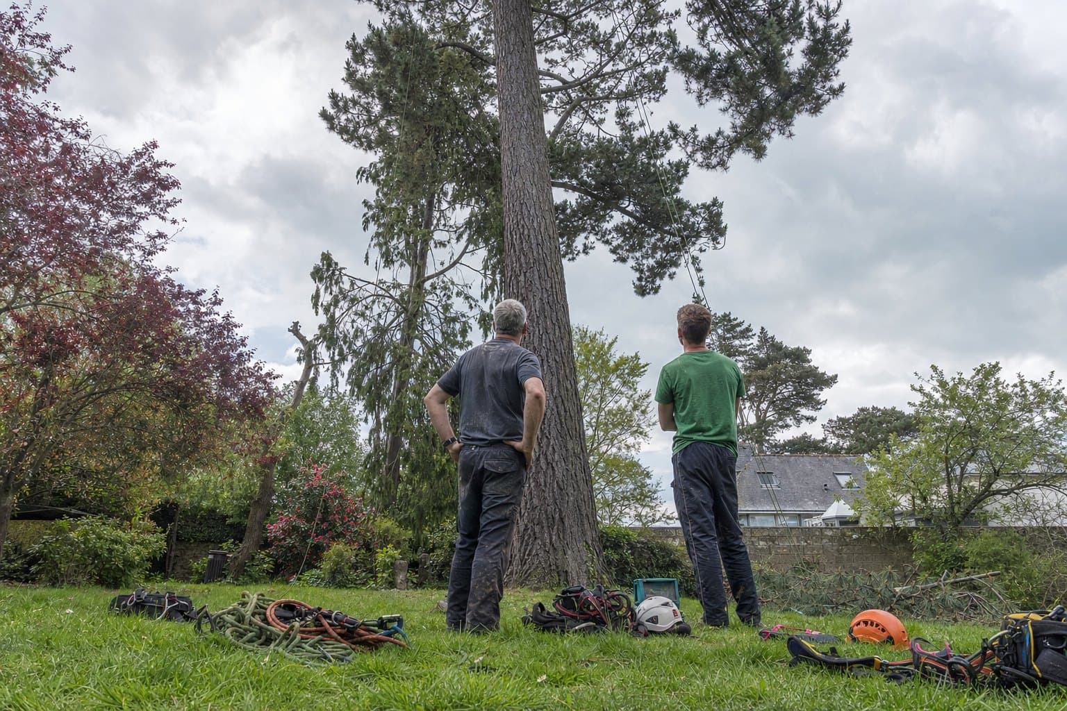 Deux élagueurs de dos, au pied d'un grand arbre dans un jardin breton, regardant la cime