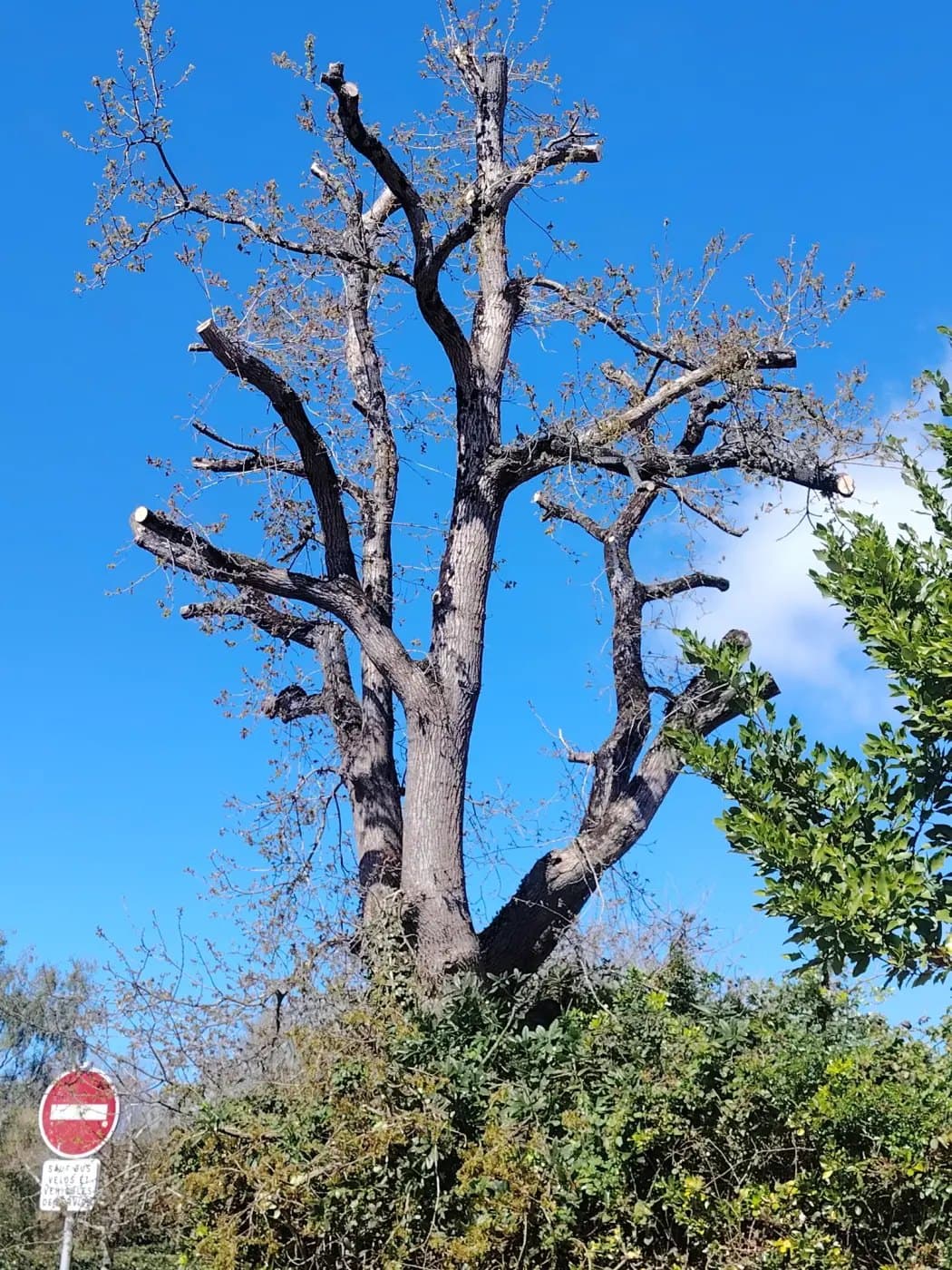 Un grand arbre mort sur pied, branches nues, au bord d'une rue