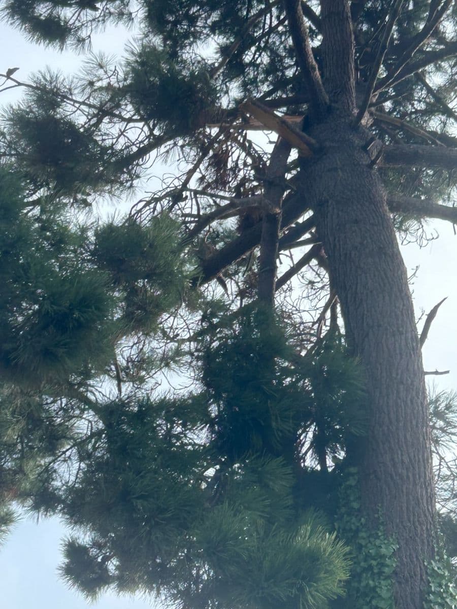 Couronne d'un pin maritime vue d'en dessous : branches cassées et fendues restées accrochées près du tronc