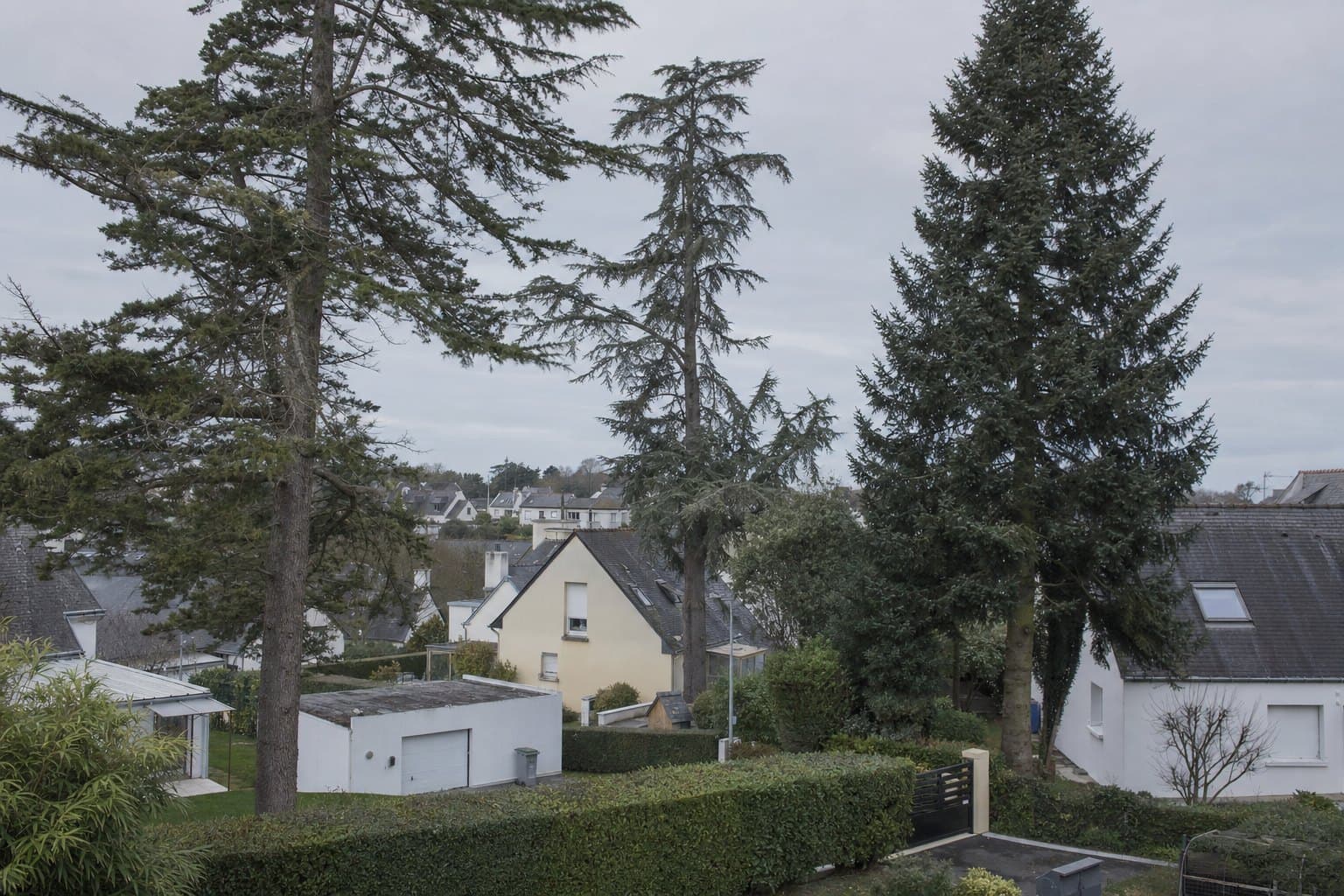 Un lotissement de Quéven avec de grands sapins et cèdres plantés près des pavillons